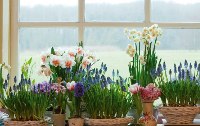 Lust auf Duft - Frhlingsblumen