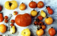 Alte Gartenpflanzen - wieder entdeckt
