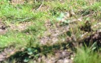 Bodenvorbereitung - ran ans Gemse!