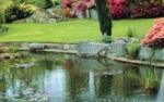 Gartenteich - richtig gepflegt