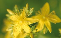 Johanniskraut - Wundheiler, Antiseptikum und Stimmungsaufheller