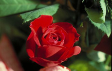 Rosenschdlinge - sie zerstren das Symbol der Liebe