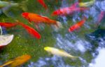 Koiteiche - eine Anleitung fr den Teich mit den bunten Fischen 