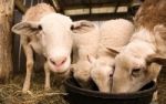 Tierschutz-Organisationen - Kampf fr tierische Rechte