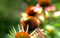 Gesund und fit  - mit den 5 Sulen nach Kneipp