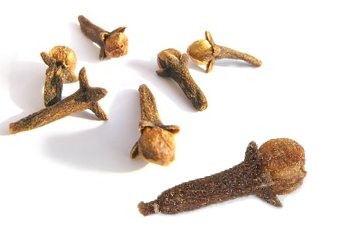 Die Gewrznelke - hocharomatisch und wirksam 