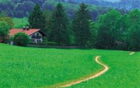 Wegwarte - hellblaue Heilpflanze