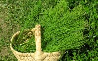 Zinnkraut - gut fr Nieren, Bindegewebe, Ngel und vieles mehr