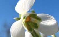 Maria Lichtmess  - am 2. Februar kommt Licht in die winterliche Dunkelheit