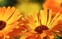 Ringelblume - Heilpflanze des Jahres 2009