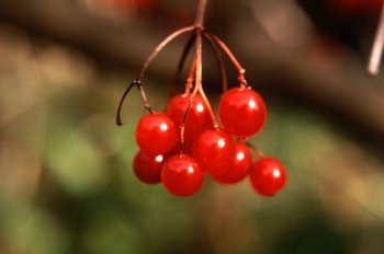 Klein, rund, sauer - Hochsaison fr frische Ribisel