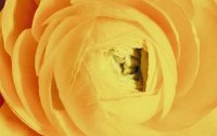 Die Sprache der Blumen  - durch die Blume gesagt
