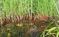 Biotope - selbst gemacht