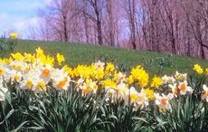 Der Zauber der Jahreszeiten - Zwiebelblumen und die Magie des Frhlings