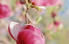 Gartenglck im Frhling - Sonniger April
