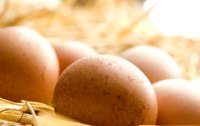 Eier - Harte Schalen mit viel Inhalt