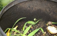 Natur-Recycling - Kompostieren richtig gemacht