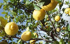 Die Sommerfrische lockt - Umzug vom Winterquartier