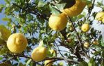 Die Sommerfrische lockt - Umzug vom Winterquartier
