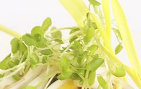 Sprossen ziehen  - Vitamine von der Fensterbank