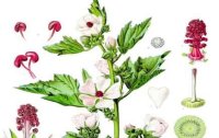 Eibisch - Malvengewchs mit heilsamen Krften