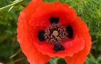 Mohn - die lhaltige Wunderblume