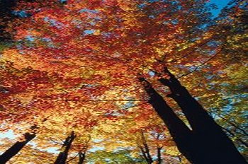 Dekoideen fr den Herbst - mit offenen Augen durch die Natur gehen