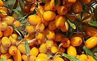 Sanddorn - die orange Bombe