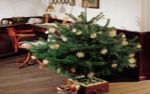 O Tannenbaum  - o fairer Baum